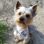 Bandana dla psa z imieniem beżowa