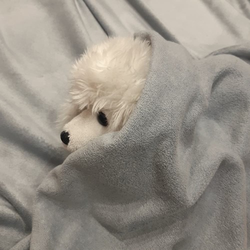 ręcznik dla psa szybkoschnący sweetapaszka.pl 4