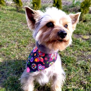 Bandana dla psa wzór folkowy na czarnym tle