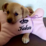 Poduszka dla psa do legowiska różowa