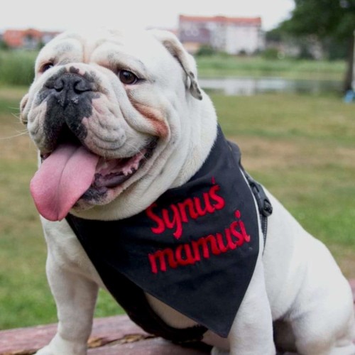 apaszka dla psa czarna z haftem