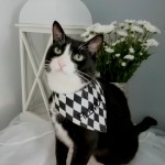 Bandana dla psa i kota z imieniem romby